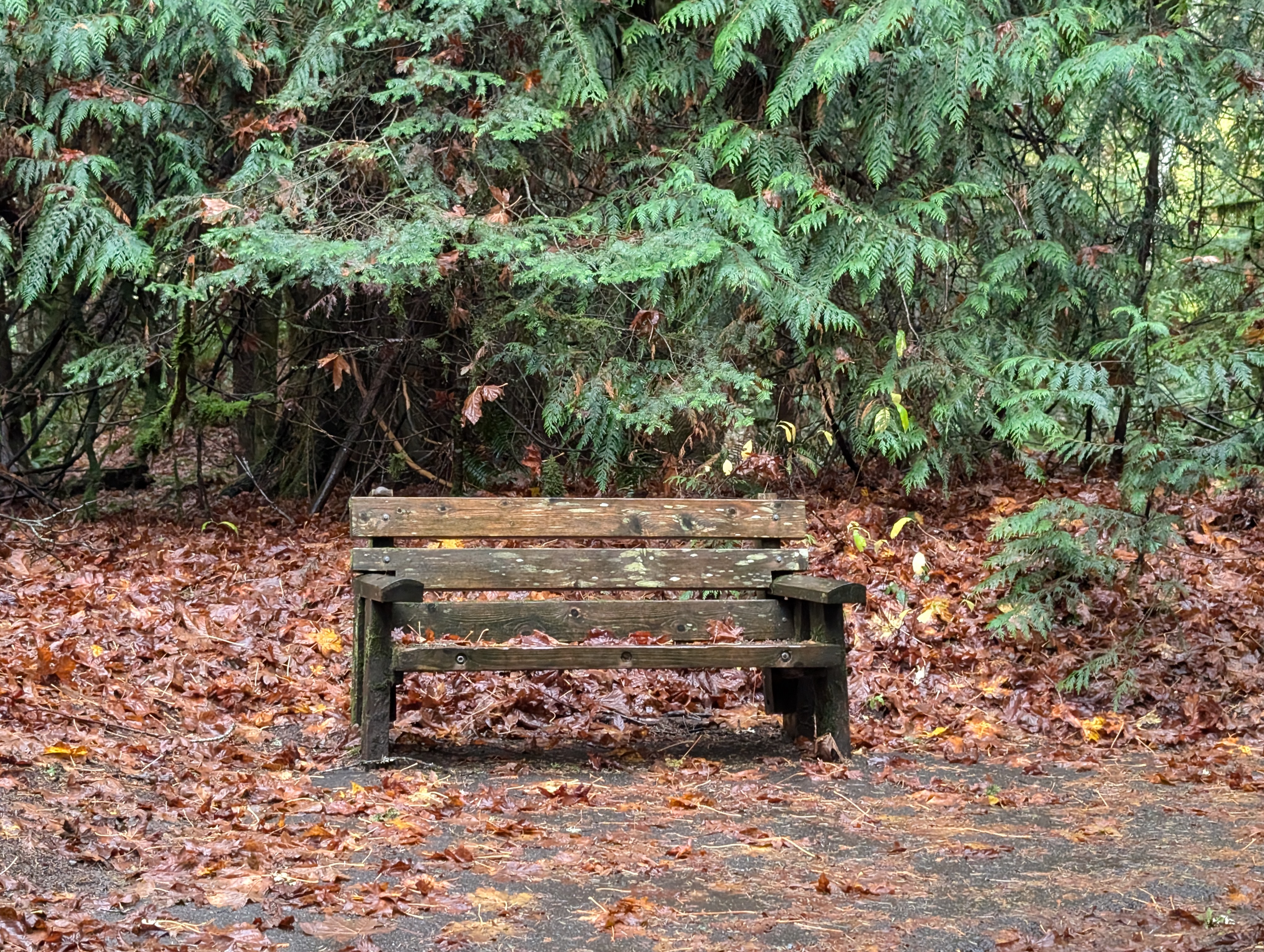 PXL 20241020 222126151.RAW 01.COVER